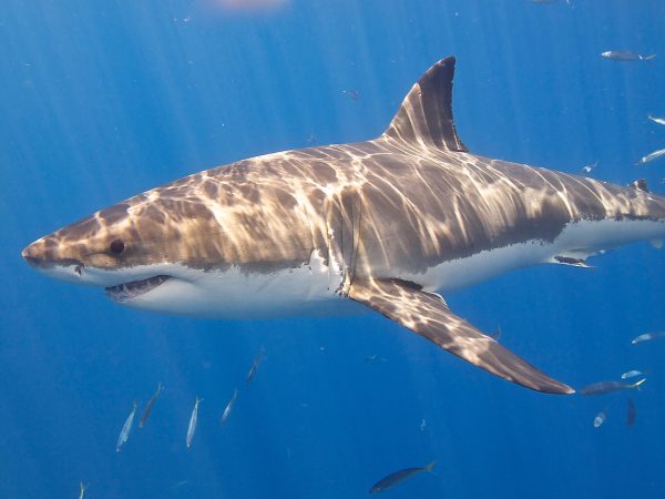 Giải mã giấc mơ thấy cá mập điềm báo gì cho tương lai?