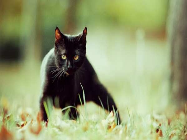 Ý nghĩa của giấc mơ khi thấy con mèo đen