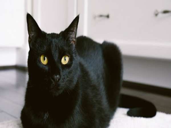Nằm mơ thấy mèo đen nên đánh con gì để thắng lớn