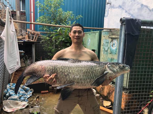 Nằm mơ thấy cá to là điềm báo gì, có số mấy trúng thưởng?