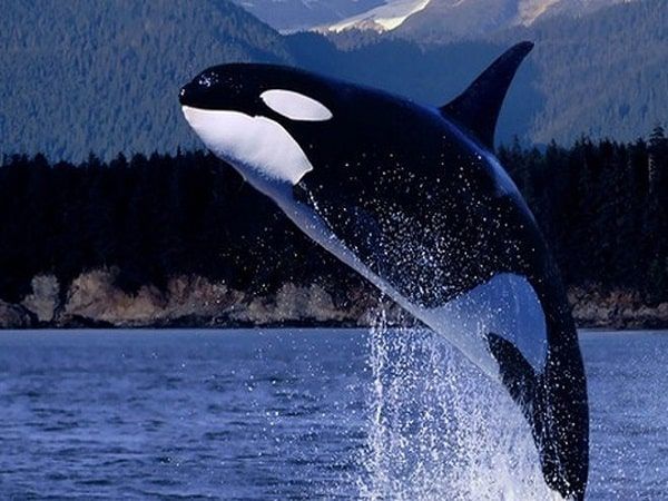 Nằm mơ thấy cá voi sát thủ