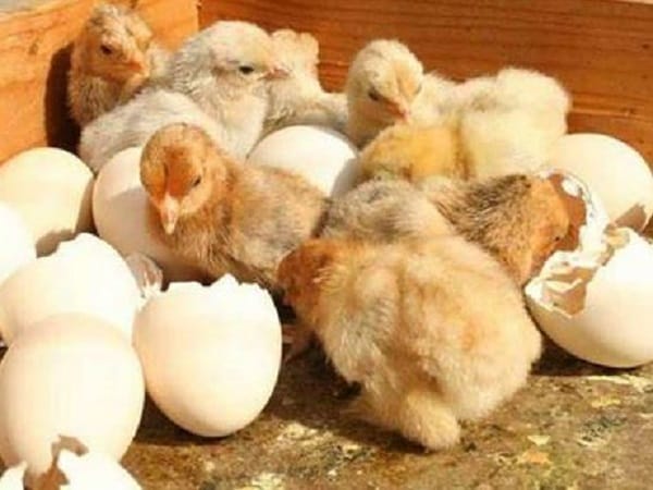 mơ thấy gà con mới nở số may