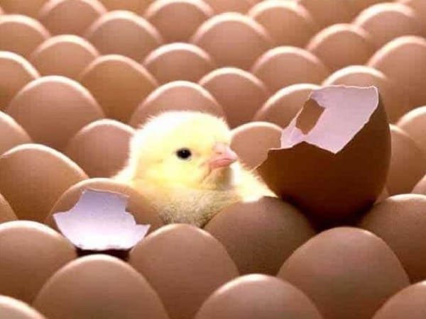 Nằm mơ thấy gà con mới nở có ý nghĩa gì, số may mắn là gì