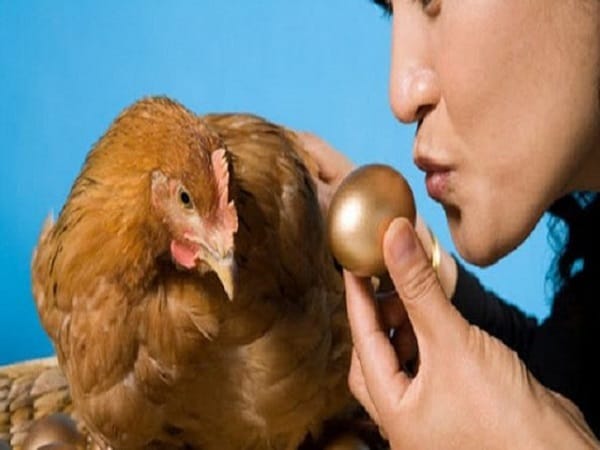 Nằm mơ thấy gà đẻ trứng là điềm báo gì?
